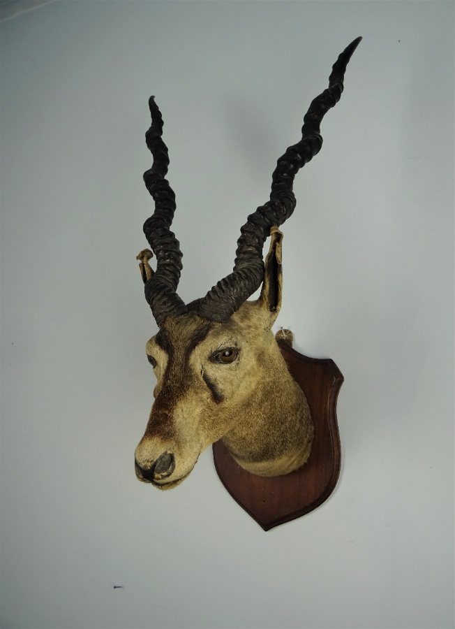 EDWARD GERRARD & SONS TAXIDERMY BLACKBUCK TROPHY HEAD